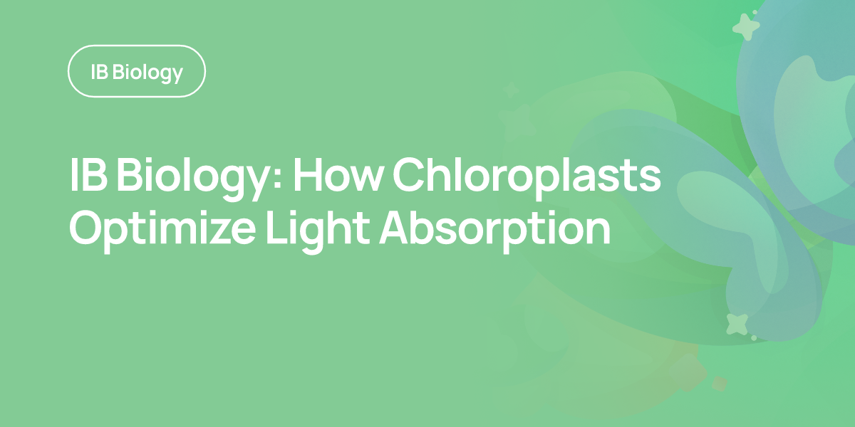 IB Biology: How Chloroplasts Optimize Light Absorption