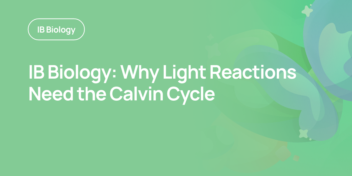 IB Biology: Why Light Reactions Need the Calvin Cycle