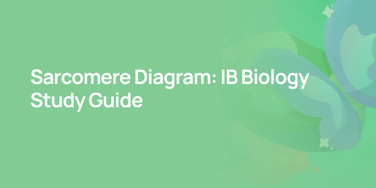 Sarcomere Diagram: IB Biology Study Guide