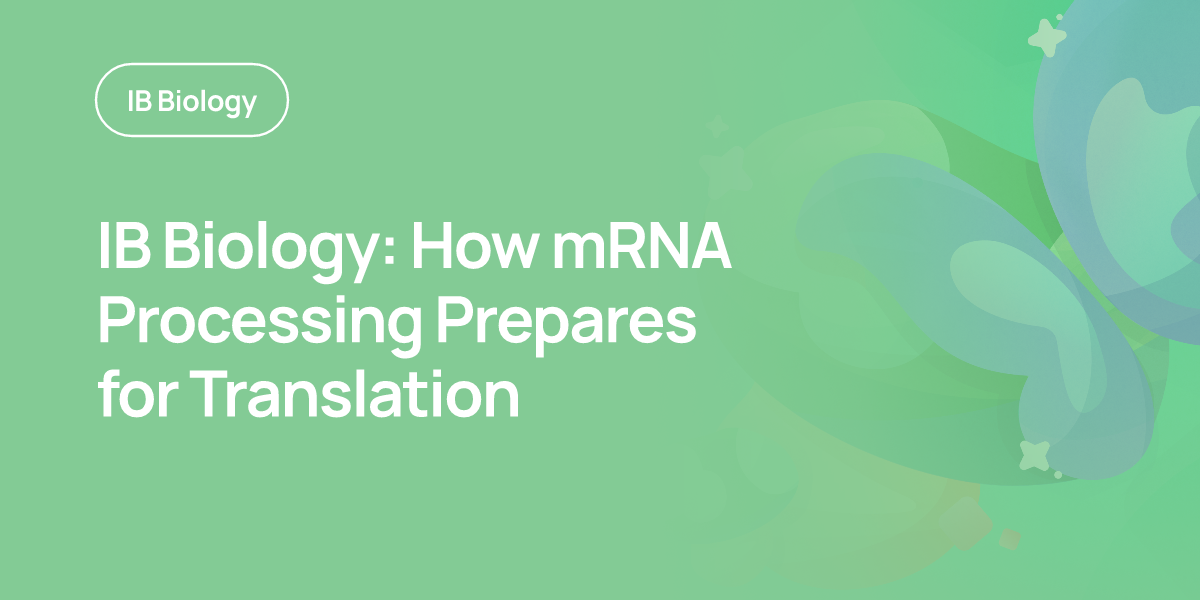 IB Biology: How mRNA Processing Prepares for Translation