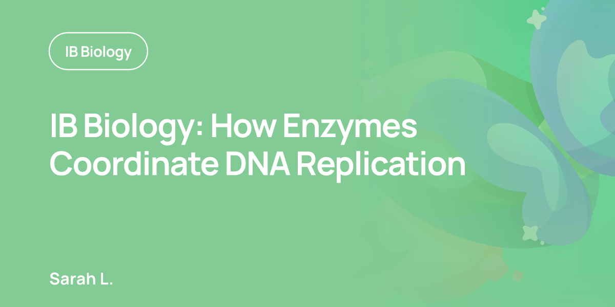 IB Biology: How Enzymes Coordinate DNA Replication