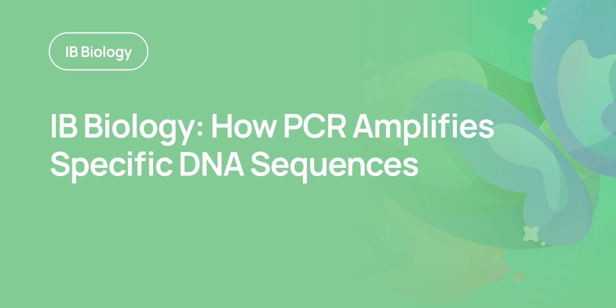 IB Biology: How PCR Amplifies Specific DNA Sequences