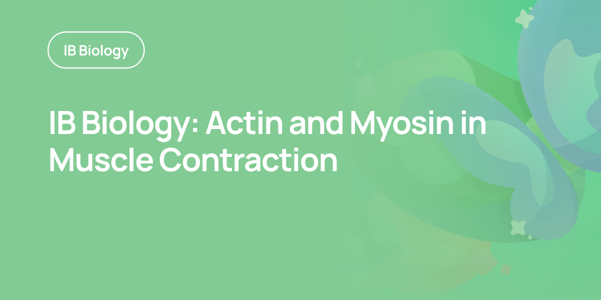 IB Biology: Actin and Myosin in Muscle Contraction