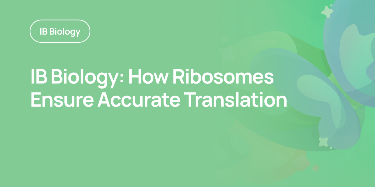 IB Biology: How Ribosomes Ensure Accurate Translation