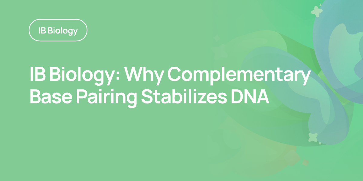 IB Biology: Why Complementary Base Pairing Stabilizes DNA