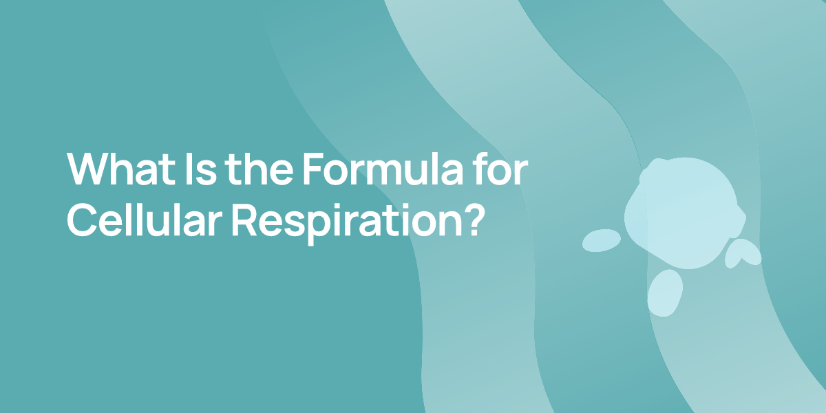 What Is the Formula for Cellular Respiration?