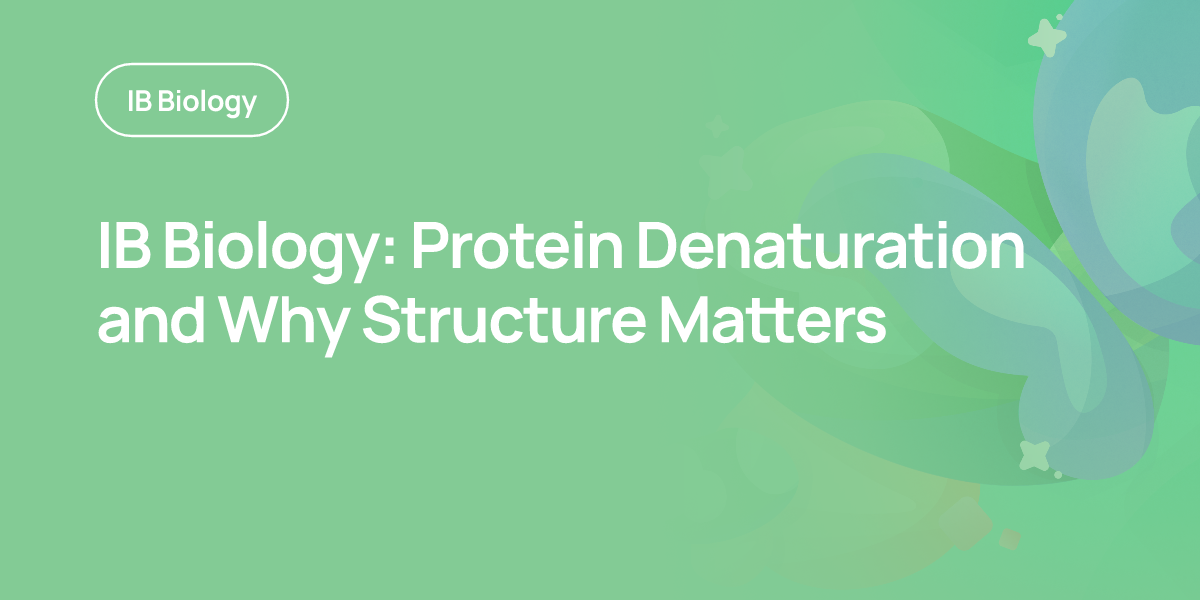 IB Biology: Protein Denaturation and Why Structure Matters