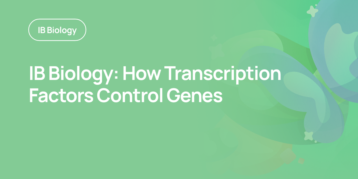 IB Biology: How Transcription Factors Control Genes