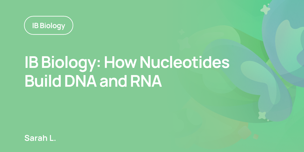 IB Biology: How Nucleotides Build DNA and RNA
