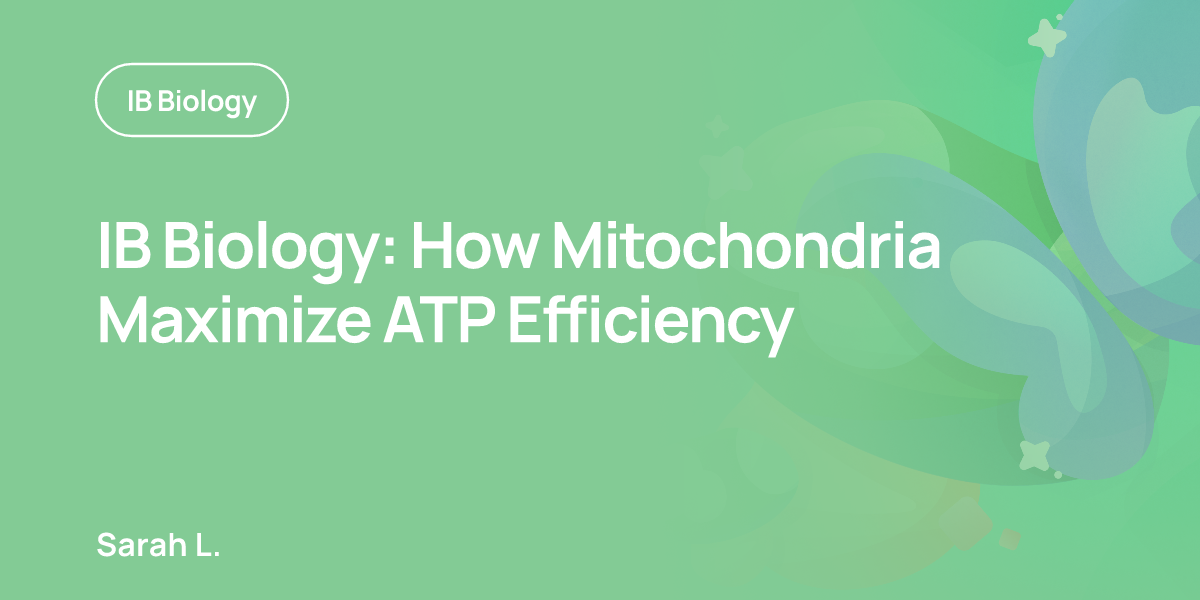 IB Biology: How Mitochondria Maximize ATP Efficiency
