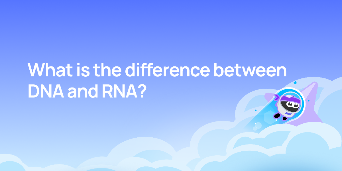 What is the difference between DNA and RNA?