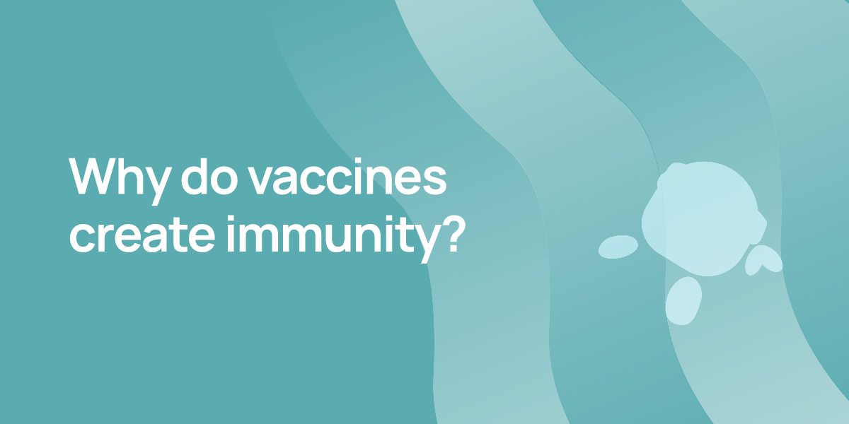 Why do vaccines create immunity?