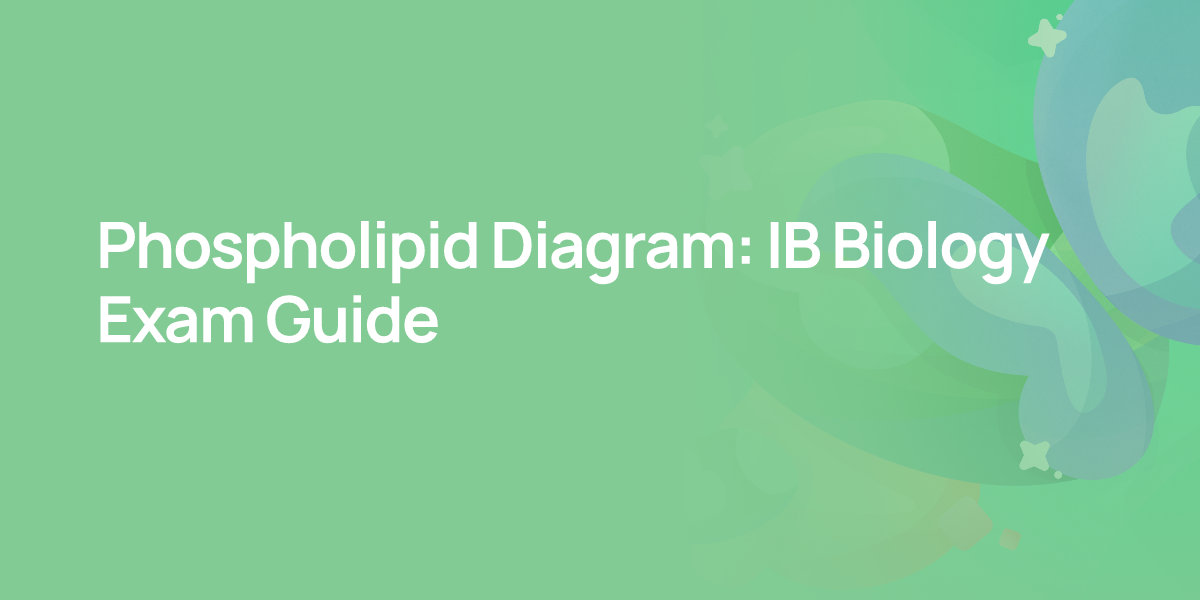 Phospholipid Diagram: IB Biology Exam Guide
