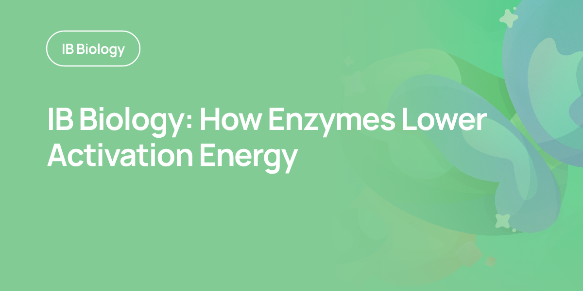 IB Biology: How Enzymes Lower Activation Energy