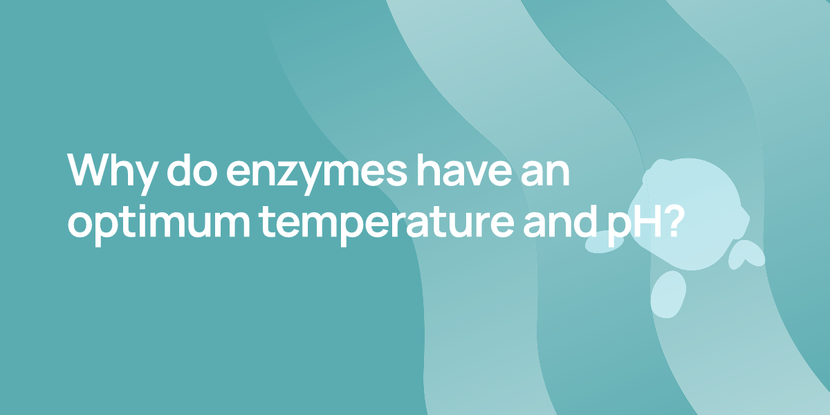 Why do enzymes have an optimum temperature and pH?
