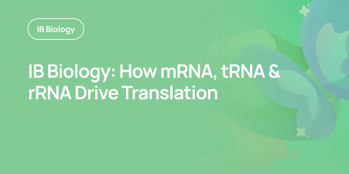 IB Biology: How mRNA, tRNA & rRNA Drive Translation