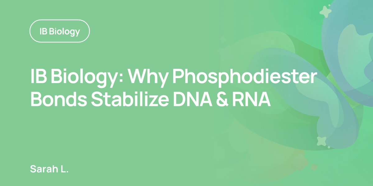 IB Biology: Why Phosphodiester Bonds Stabilize DNA & RNA