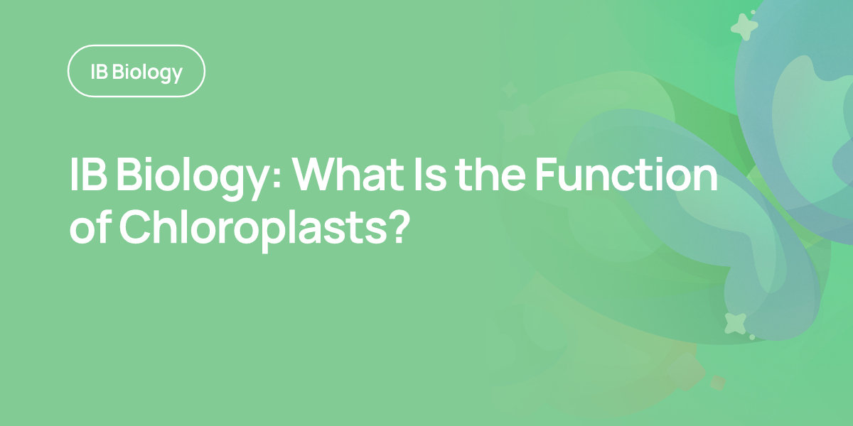 IB Biology: What Is the Function of Chloroplasts?