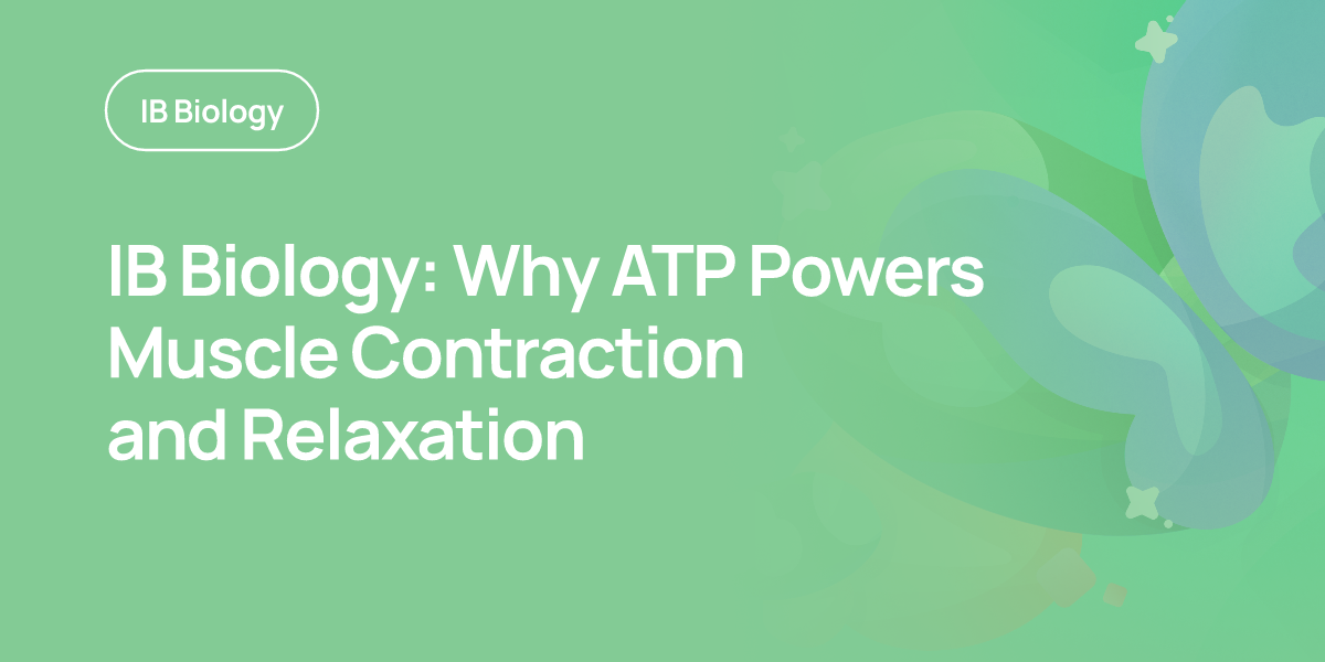 IB Biology: Why ATP Powers Muscle Contraction and Relaxation