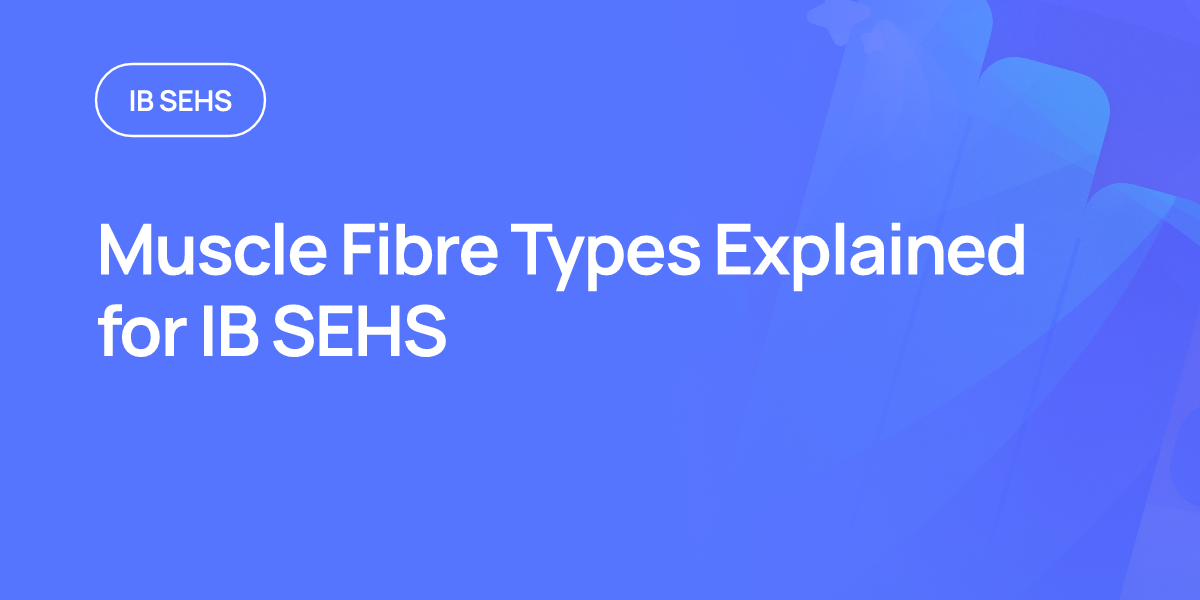 Muscle Fibre Types Explained for IB SEHS