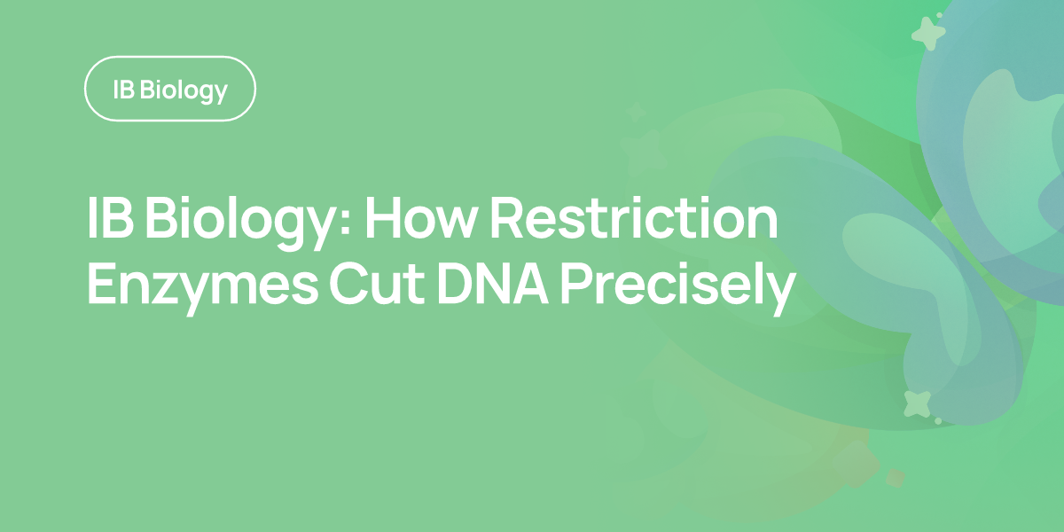 IB Biology: How Restriction Enzymes Cut DNA Precisely
