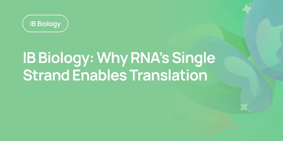 IB Biology: Why RNA’s Single Strand Enables Translation