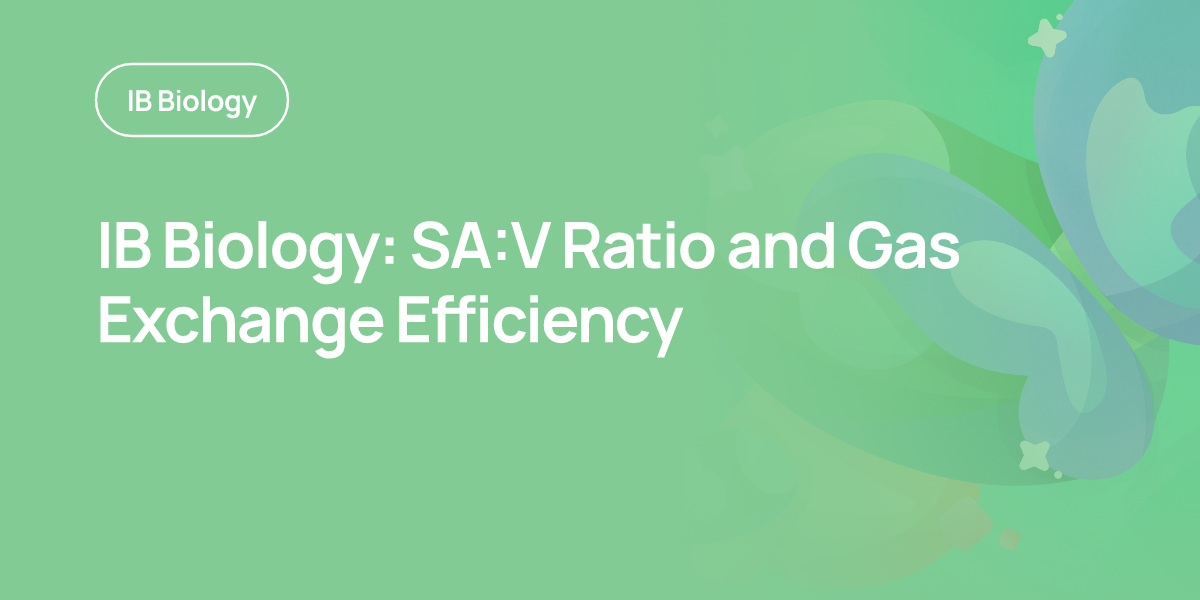 IB Biology: SA:V Ratio and Gas Exchange Efficiency