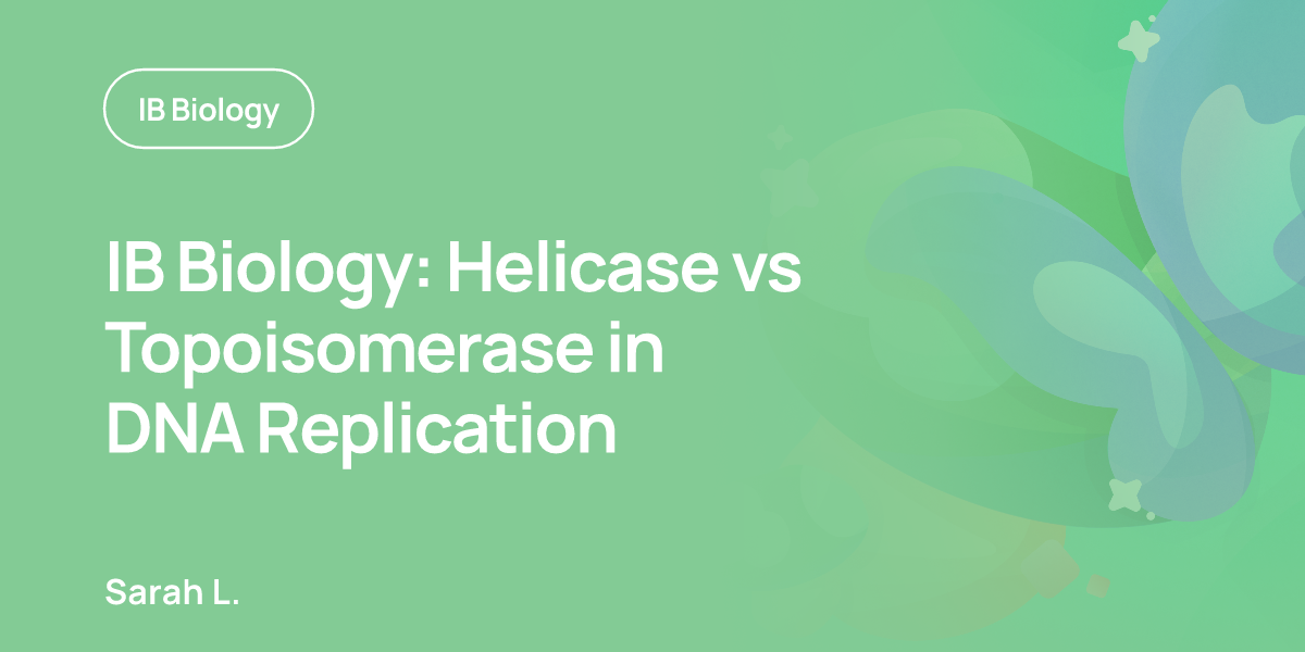IB Biology: Helicase vs Topoisomerase in DNA Replication