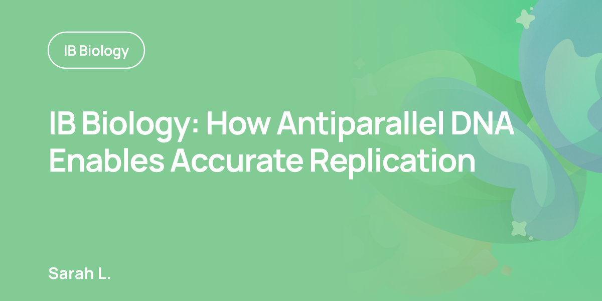 IB Biology: How Antiparallel DNA Enables Accurate Replication