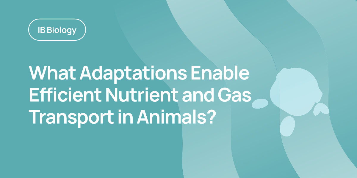 What Adaptations Enable Efficient Nutrient and Gas Transport in Animals?