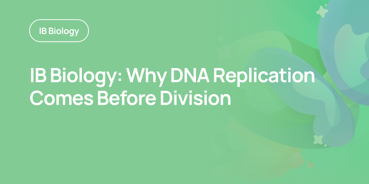 IB Biology: Why DNA Replication Comes Before Division