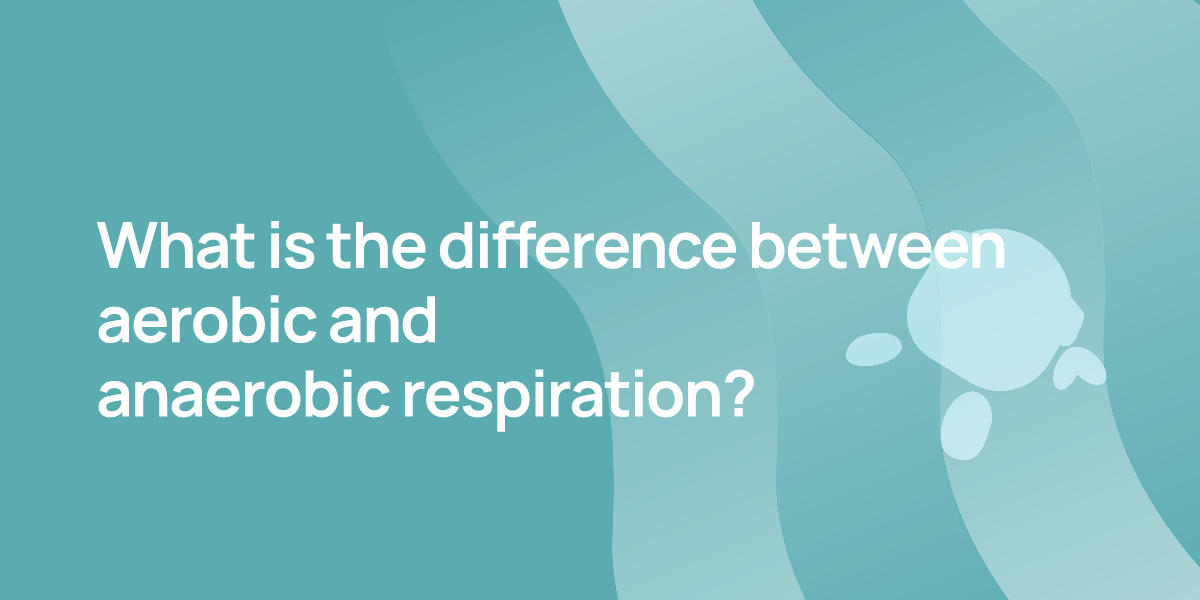 What is the difference between aerobic and anaerobic respiration?
