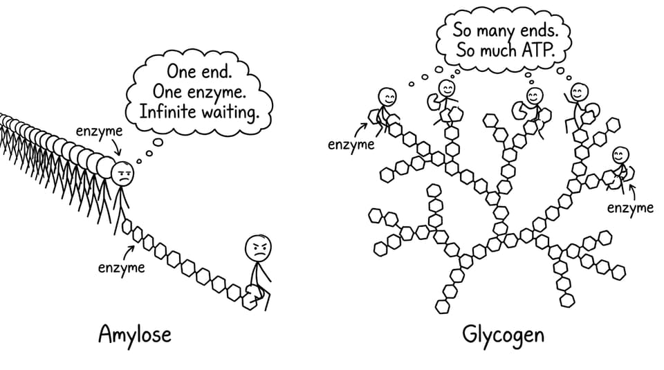 Branching and enzyme speed joke