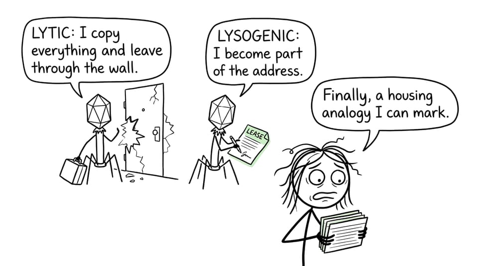 Two bacteriophages compare lytic destruction with lysogenic integration using an awkward apartment rental analogy