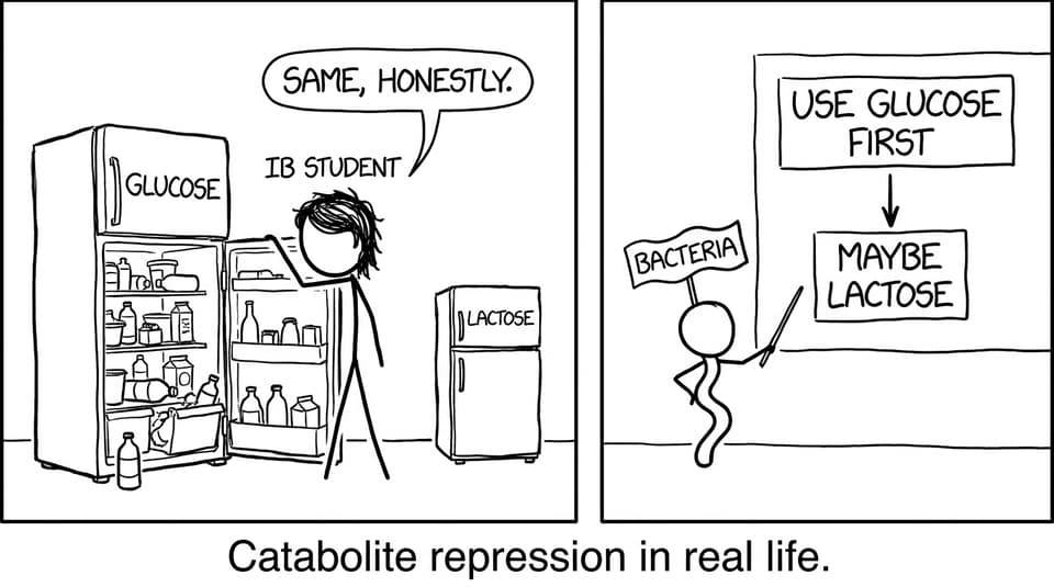 Student choosing glucose first catabolite repression