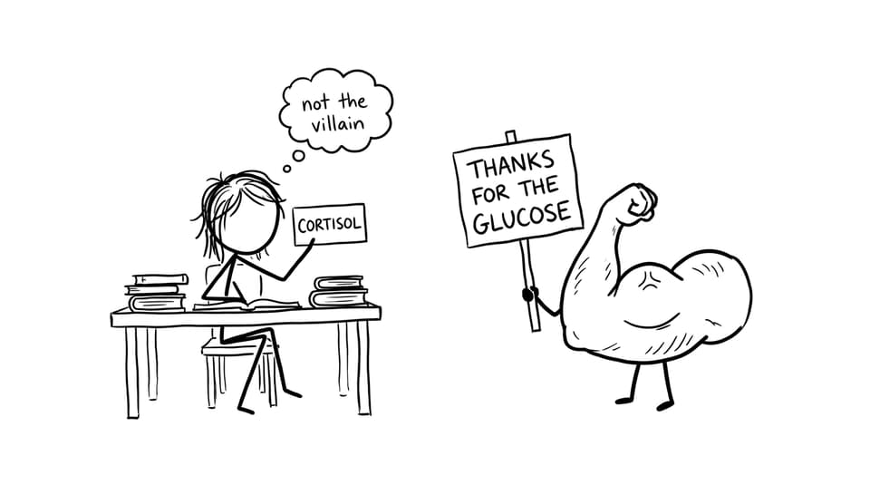 Cortisol flashcard joke: “not the villain”