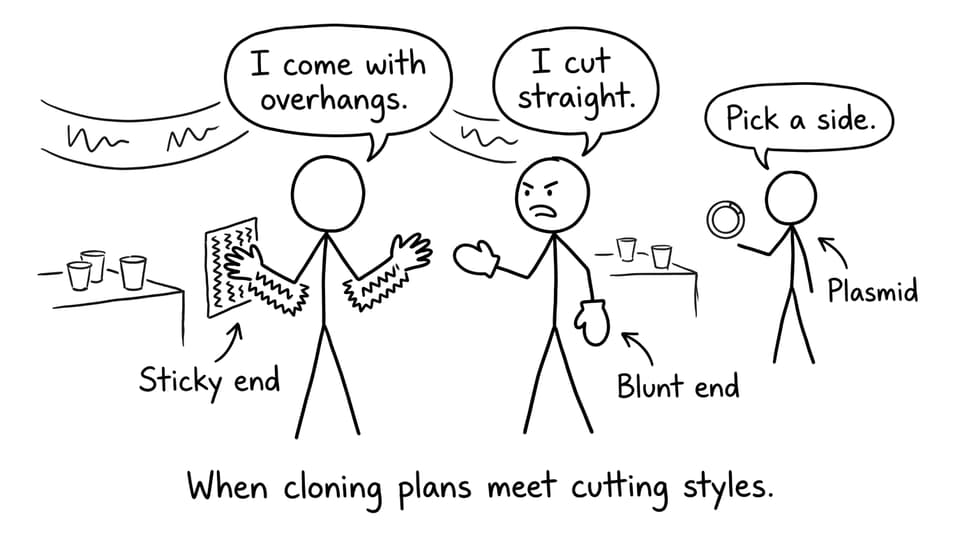 Sticky ends vs blunt ends at a party