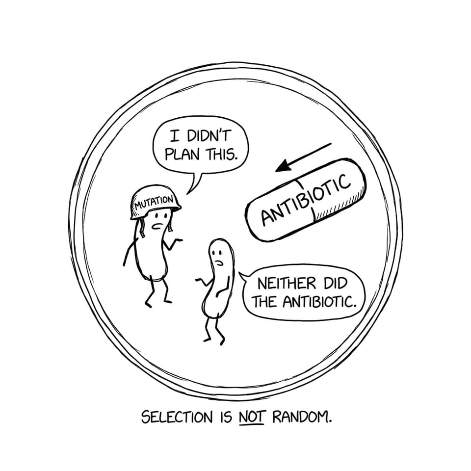 Bacteria and antibiotic non-random selection comic