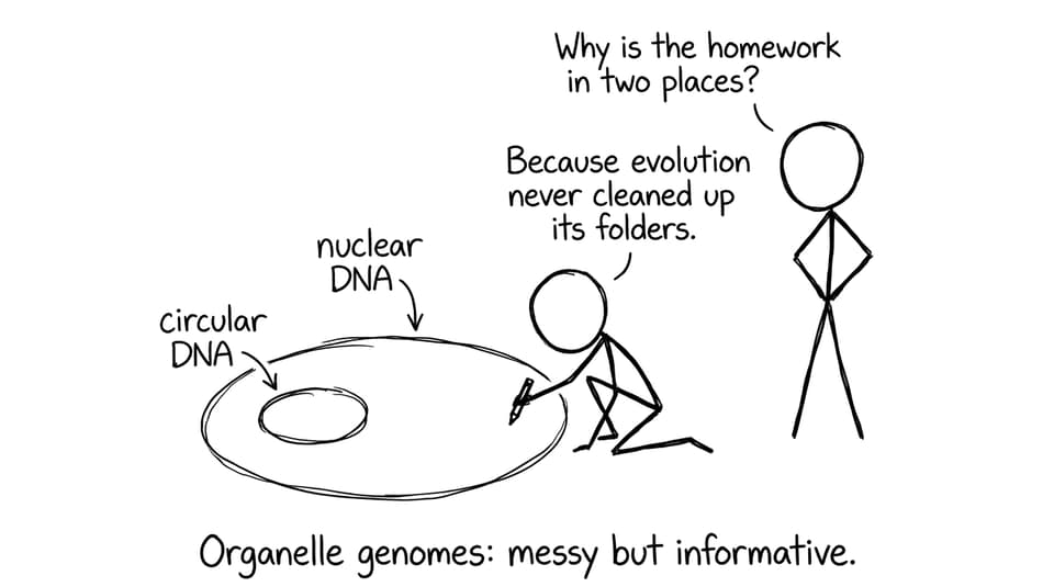 Organelle genomes: messy but informative.