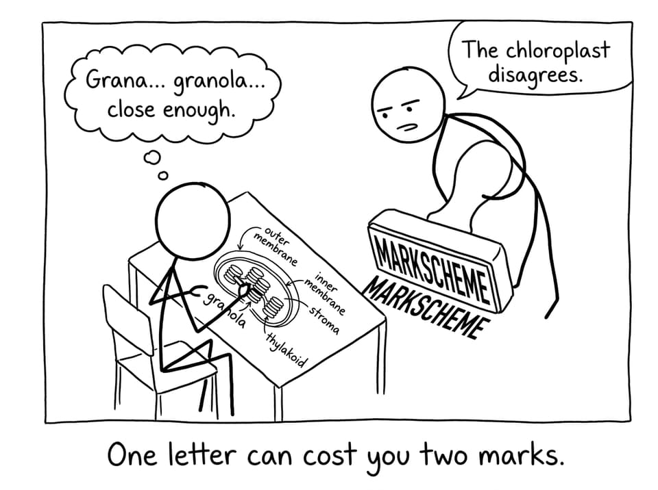 Student misspells grana as granola in a diagram