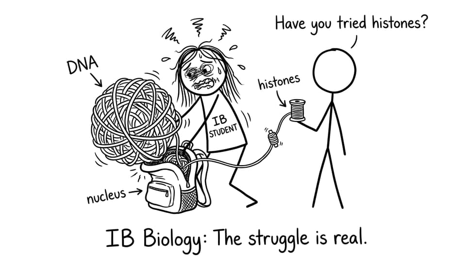 An IB student tries to pack DNA into a nucleus backpack