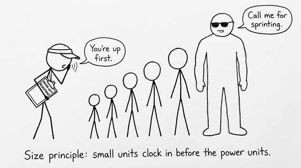 Motor units lining up by size principle