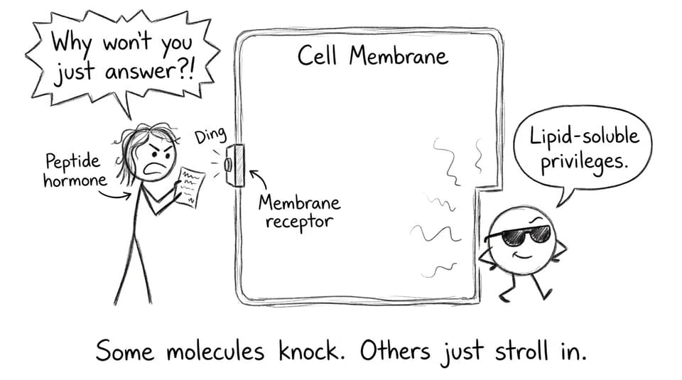 Some molecules knock. Others just stroll in.