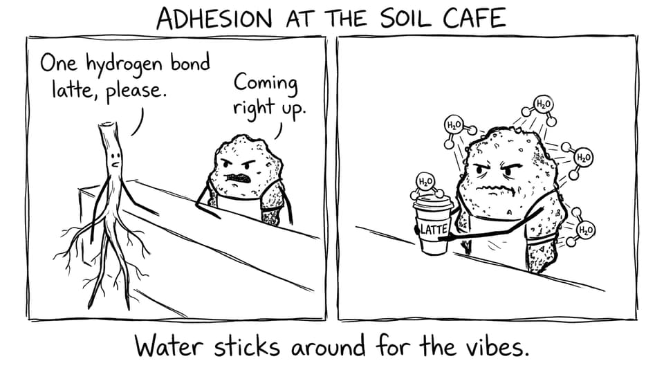 Root ordering hydrogen bond latte