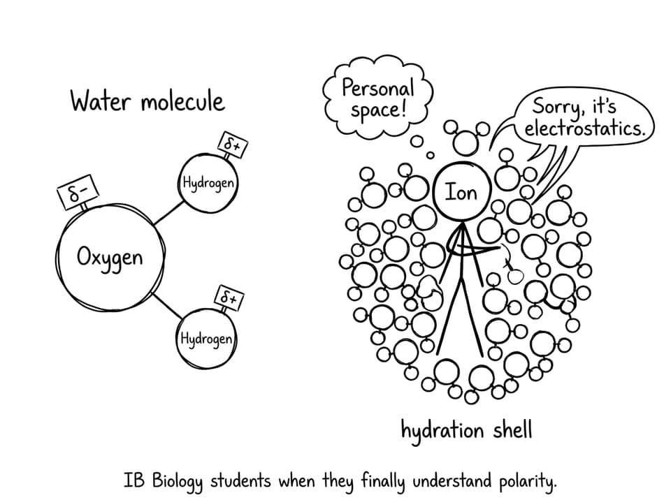 Water molecules hugging an ion with a “hydration shell” joke