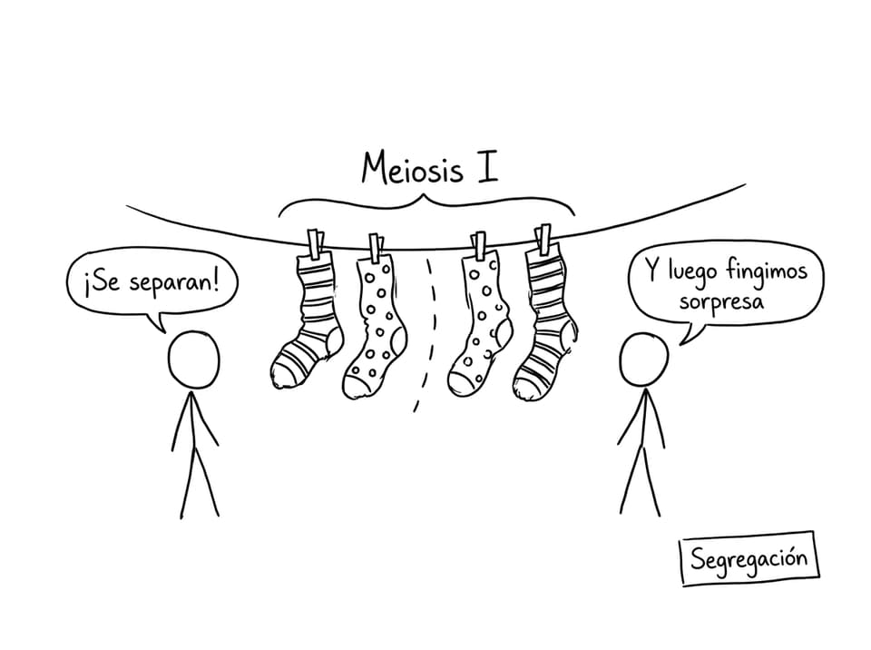Comic break: sock chromosome segregation
