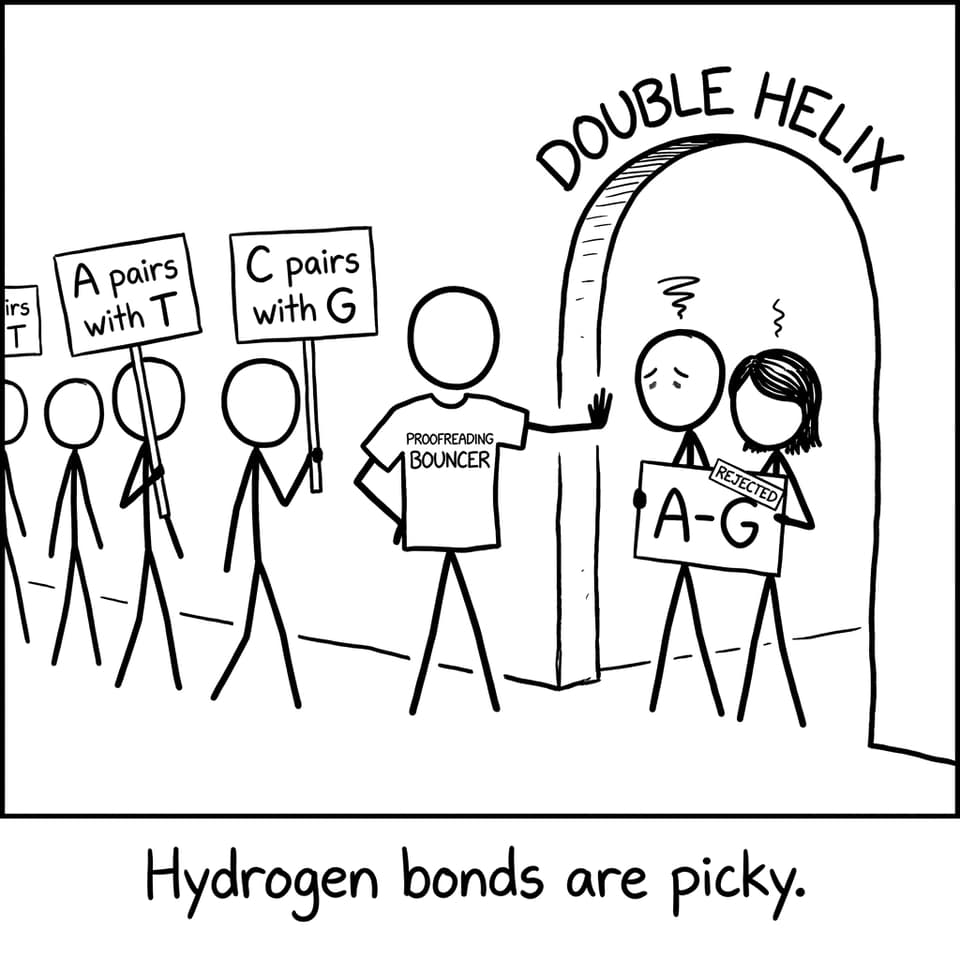 Proofreading bouncer rejects mismatched base pairs