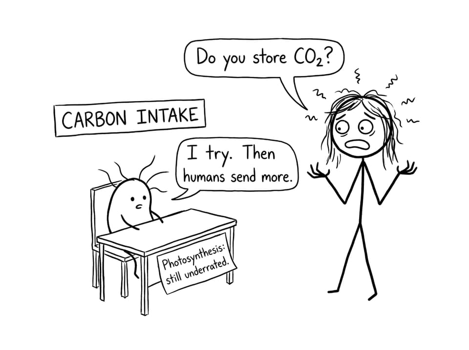 Phytoplankton carbon intake comic