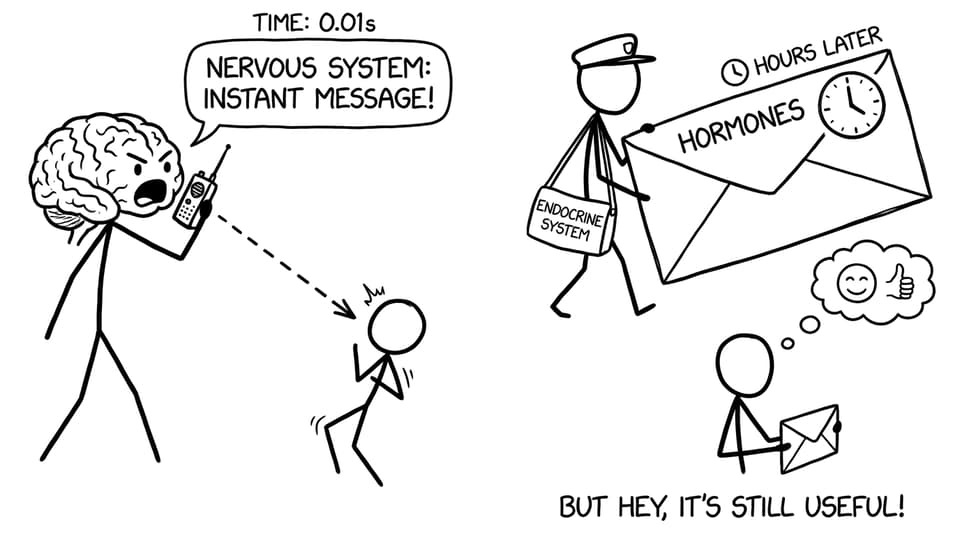 Nervous system vs endocrine system joke comic