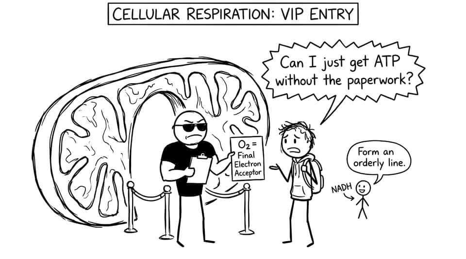 XKCD comic about mitochondria VIP entry
